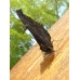 Peacock Butterfly Inachis io Pupae 